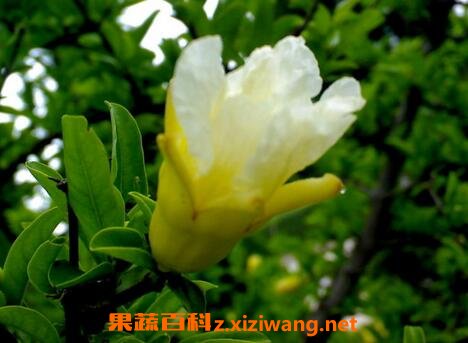 白花石榴树有什么功效