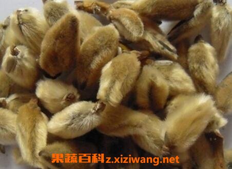 中药辛夷的功效与作用