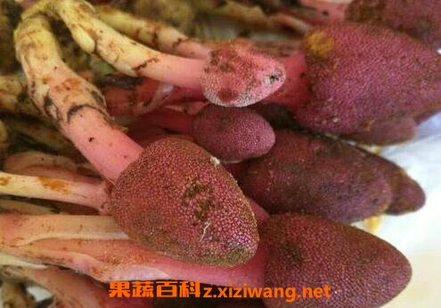鹿心草的副作用与使用禁忌
