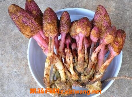 鹿心草的功效与作用