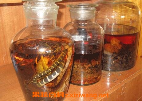 海马泡酒的功效与作用