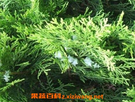 侧柏叶洗头的功效与好处