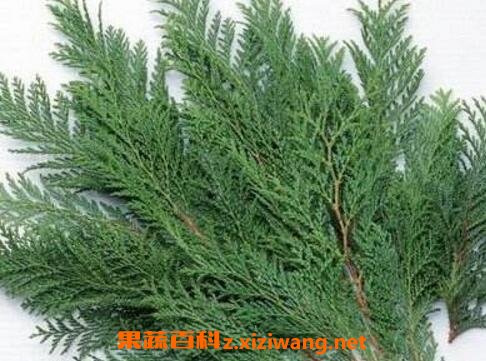 侧柏叶治疗脱发的方法教程