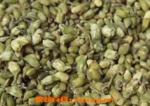 槐米茶的功效与作用