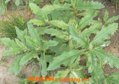 七七菜的功效与作用