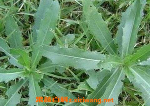 七七菜的功效与作用