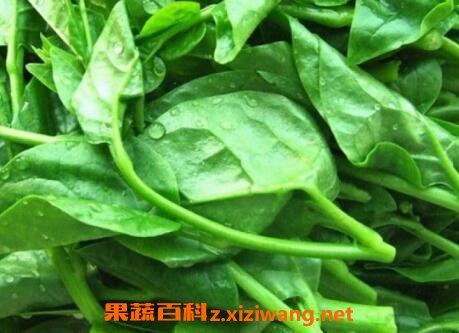 藤菜的功效与作用