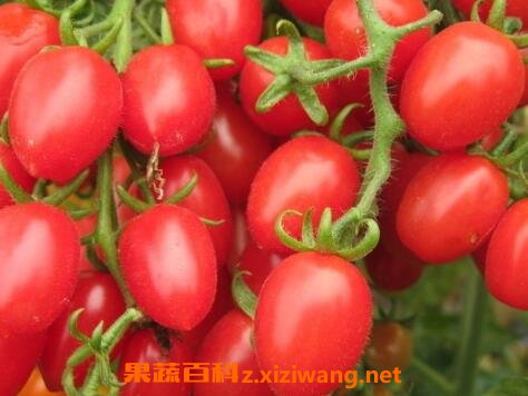 千禧果的营养价值及功效