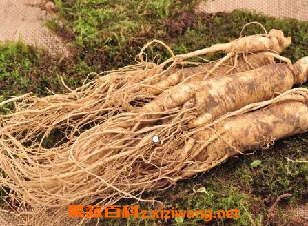 新鲜人参怎么吃 鲜人参怎么吃效果好