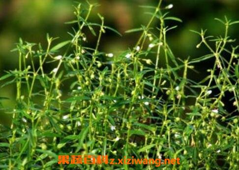 白花蛇草的功效与作用