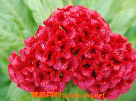 红鸡冠花的功效与作用