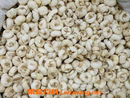 浙贝母的功效与作用及禁忌