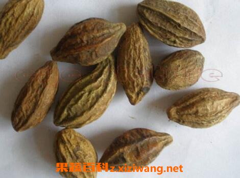 中药诃子的功效与作用