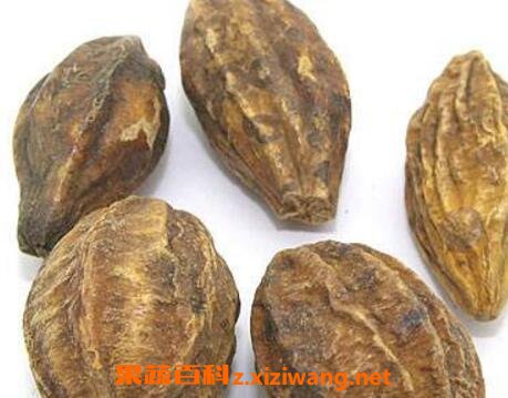 中药诃子的功效与作用