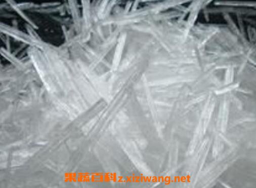 薄荷脑的功效与作用