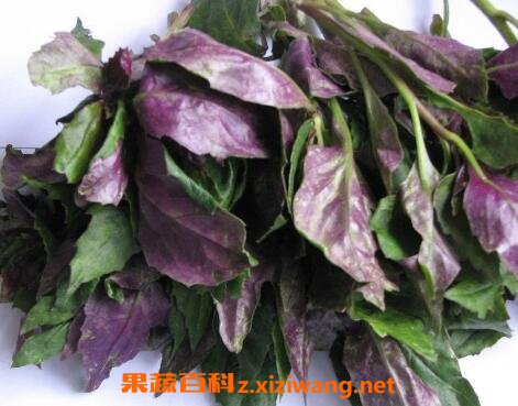 紫背天葵的功效与作用及食用方法