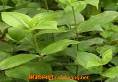 白薇的茎和叶有药用价值吗