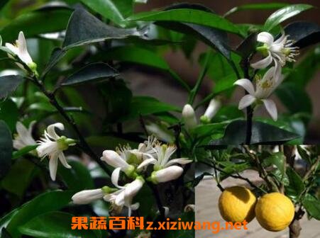 玳玳花的养植与修护