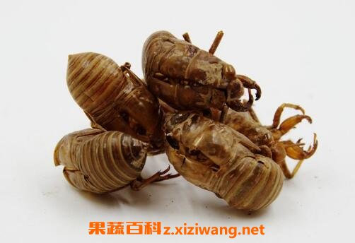 蝉衣的功效与作用
