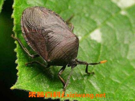 九香虫的功效与药用价值