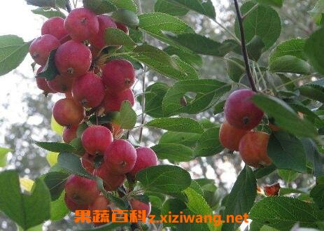 草药沙果的药用价值