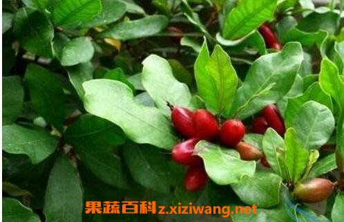 神秘果树叶的功效