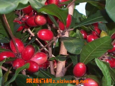海南神秘果的功效与作用
