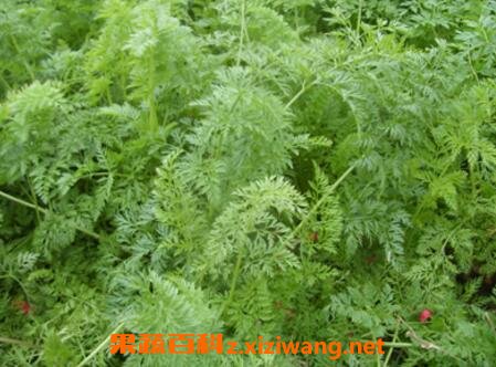 胡萝卜叶子的作用及食用方法