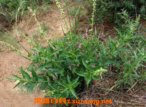 透骨草的功效与作用及药用价值