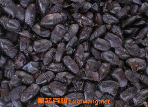 梦幻九香虫是什么 九香虫的功效与药用价值