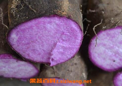 紫心山药怎么做好吃 紫心山药的家常做法