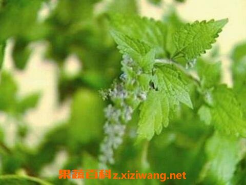 冬凌草的功效与作用及禁忌