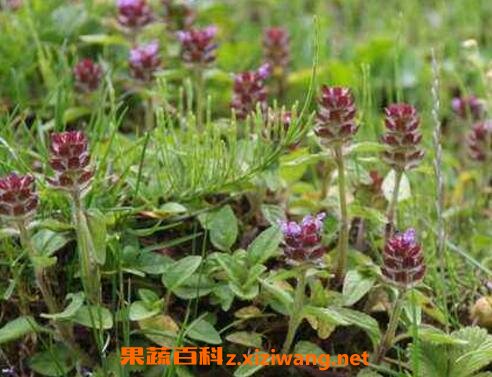 夏枯草的功效与副作用