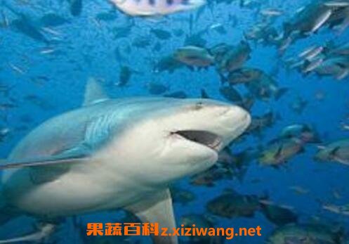 鲨鱼软骨素的功效和作用