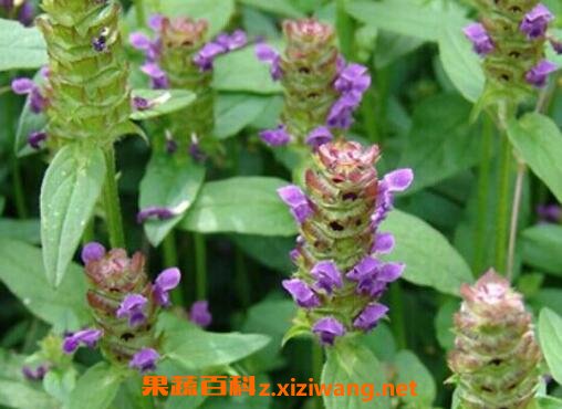 中药夏枯草的功效与作用