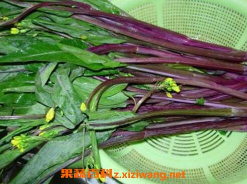 吃紫菜苔有什么好处