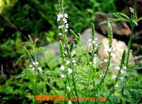 猫爪草的功效与作用及药用价值