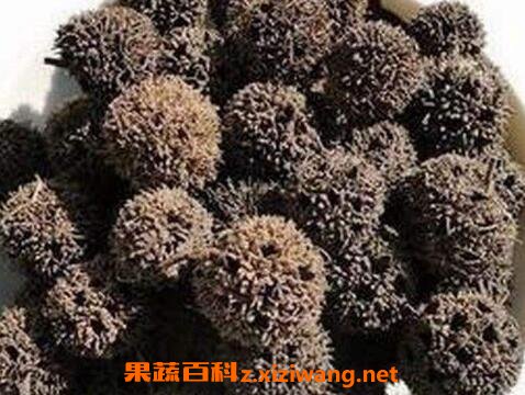 路路通的功效与作用及食用方法