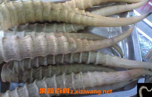 羚羊角的功效与作用及禁忌
