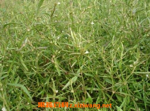 白花蛇舌草的功效与作用 白花蛇舌草能治什么病