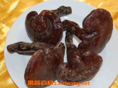 干灵芝怎么吃效果最好