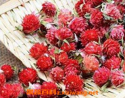 红巧梅花茶的功效与禁忌