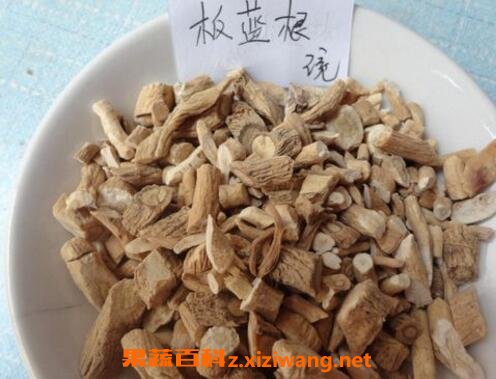 板蓝根有哪些功效与作用