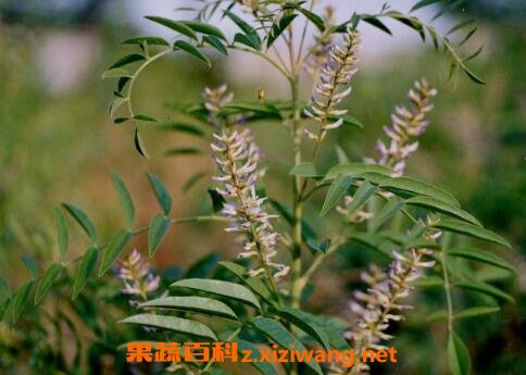 中药鱼甘草的功效与作用