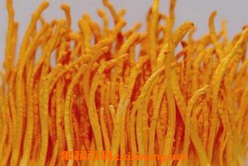 北虫草泡酒的功效与作用