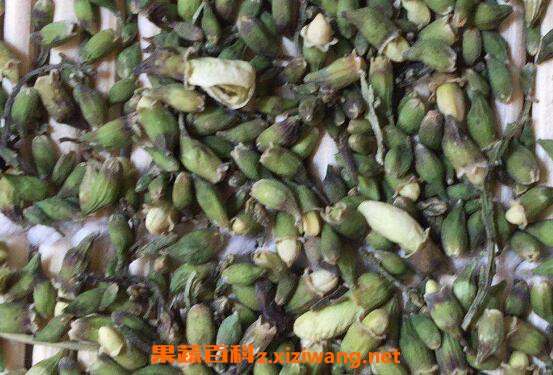 槐米茶的功效与作用 吃槐米茶的禁忌