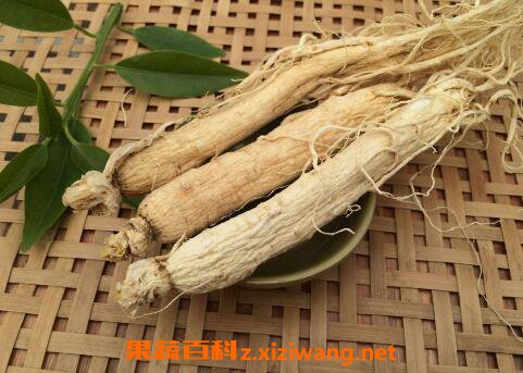  生晒参的功效与作用及禁忌