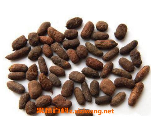 五灵脂的功效与作用 五灵脂的药用价值