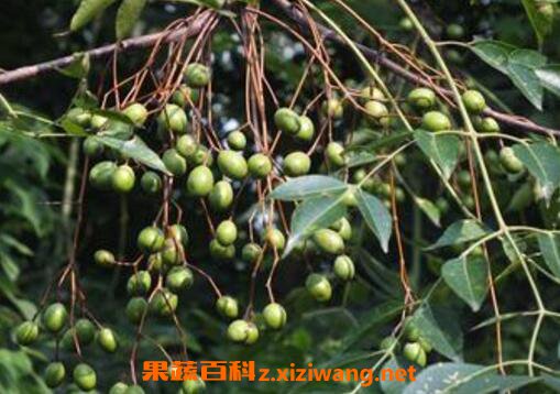 苦莲子树的功效与作用