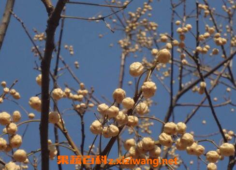 苦莲子树的功效与作用